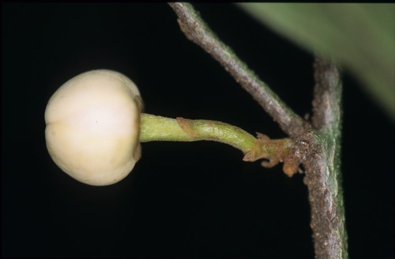 Unonopsis peruviana, photographed by Michael D. Pirie