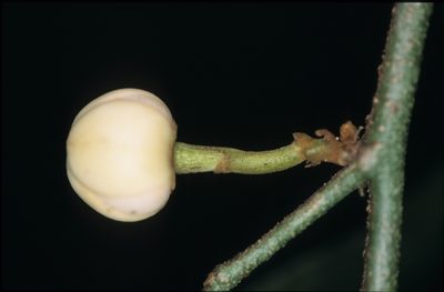 Unonopsis peruviana, photographed by Michael D. Pirie