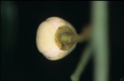 Unonopsis peruviana, photographed by Michael D. Pirie