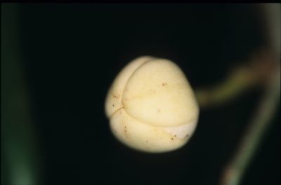 Unonopsis peruviana, photographed by Michael D. Pirie