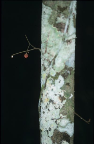 Duguetia flagellaris, photographed by Michael D. Pirie