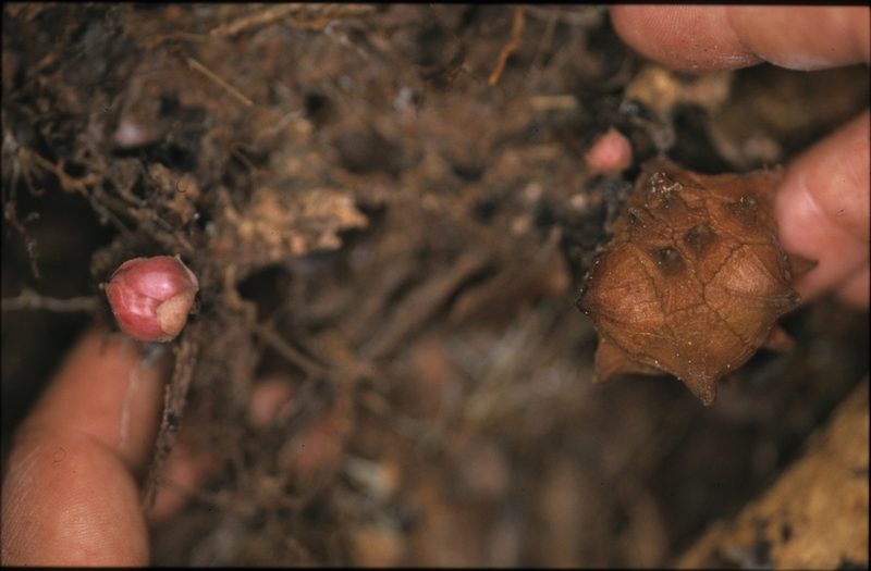 Duguetia flagellaris, photographed by Michael D. Pirie