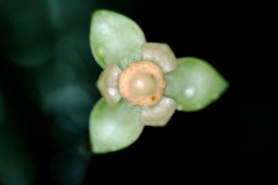 Unonopsis asterantha, photographed by Michael D. Pirie