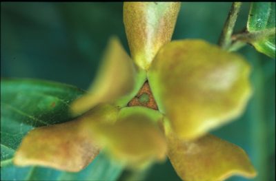 Guatteria punctata, photographed by Michael D. Pirie