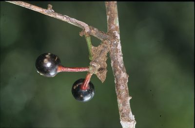 Guatteria punctata, photographed by Michael D. Pirie