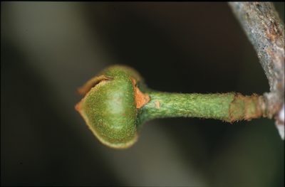 Guatteria punctata, photographed by Michael D. Pirie