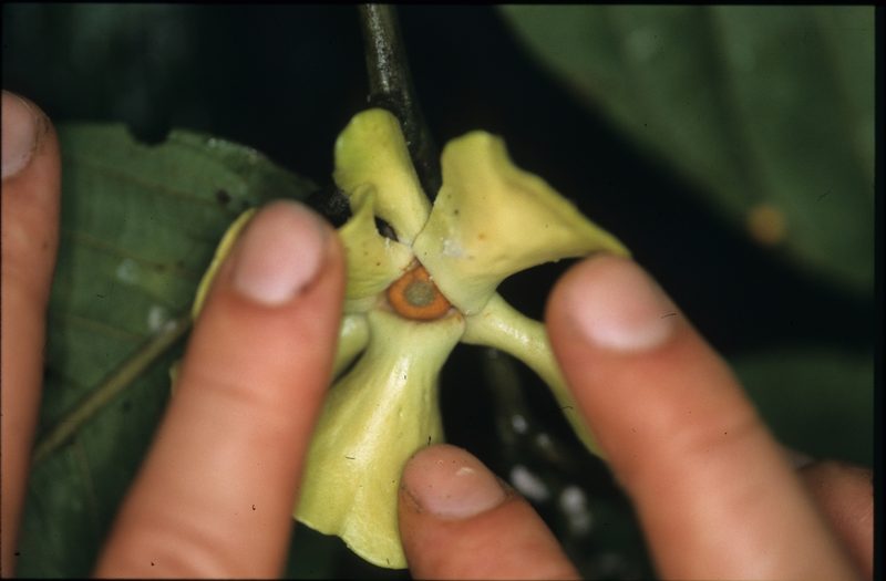 Guatteria punctata, photographed by Michael D. Pirie