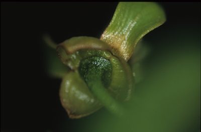 Guatteria punctata, photographed by Michael D. Pirie