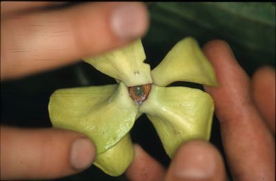 Guatteria punctata, photographed by Michael D. Pirie