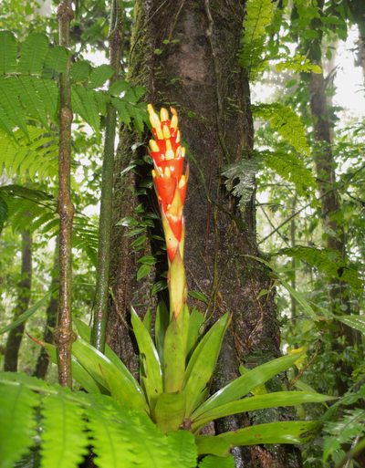 Guzmania donnellsmithii, photographed by carnifex
