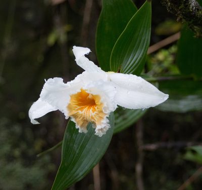 Sobralia chrysostoma, photographed by carnifex