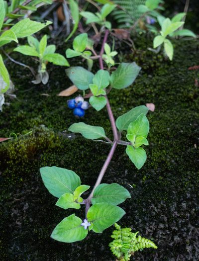 Coccocypselum hispidulum, photographed by carnifex