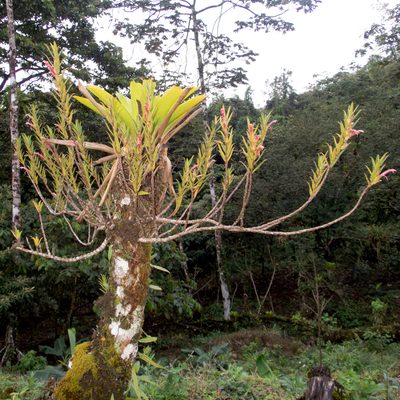 Columnea linearis, photographed by carnifex