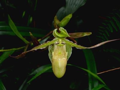 Phragmipedium longifolium, photographed by carnifex