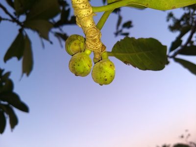Ficus obtusifolia, photographed by Obed Palagot Echavarria