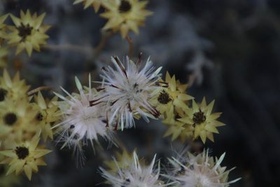 Syncarpha staehelina, photographed by Tony Rebelo