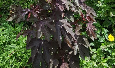 Sabdariffa acetosella, photographed by alessandradalia