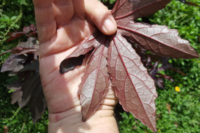 Sabdariffa acetosella, photographed by alessandradalia