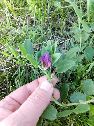 Vicia narbonensis, photographed by Quentin Groom
