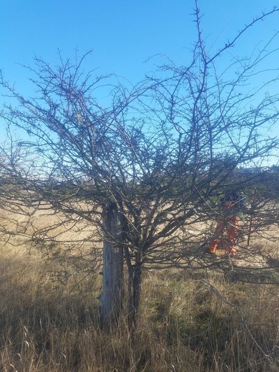 Crataegus gaylussacia, photographed by José Garrido