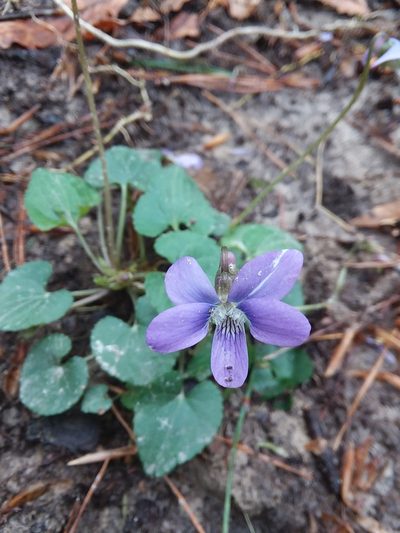 Viola missouriensis, photographed by Will McFarland