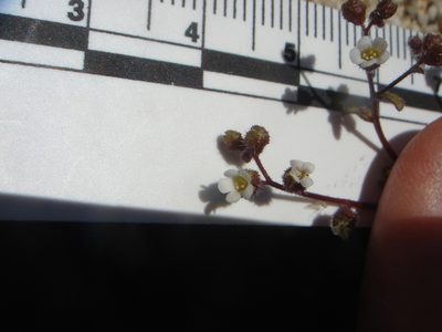 Eucrypta micrantha, photographed by Kate Harper