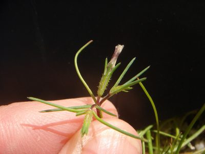 Linanthus jonesii, photographed by Kate Harper