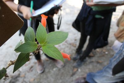 Moussonia jaliscana, photographed by Viacheslav Shalisko