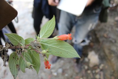 Moussonia jaliscana, photographed by Viacheslav Shalisko