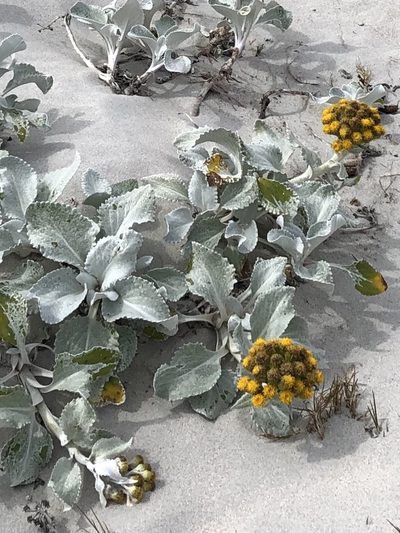 Senecio candidans, photographed by birdspaz