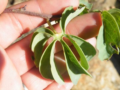 Adenia glauca, photographed by Antoinette Eyssell Knox