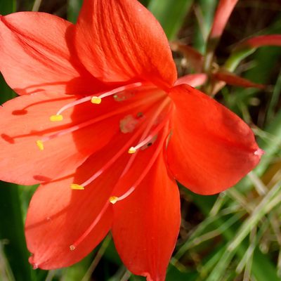 Cyrtanthus elatus, photographed by Di Turner