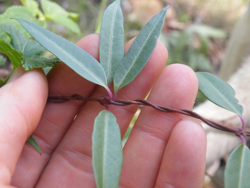 Cryptolepis cryptolepioides, photographed by Antoinette Eyssell Knox