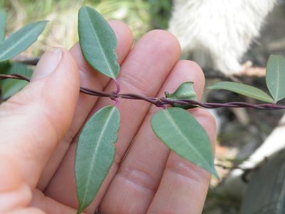 Cryptolepis cryptolepioides, photographed by Antoinette Eyssell Knox