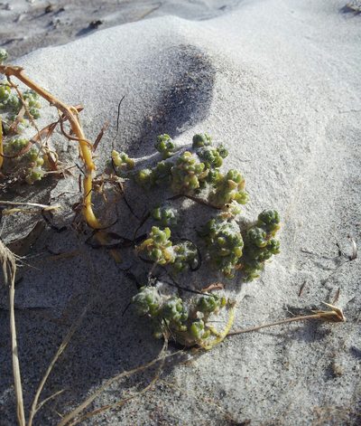 Atriplex hollowayi, photographed by Peter de Lange