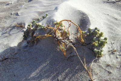 Atriplex hollowayi, photographed by Peter de Lange