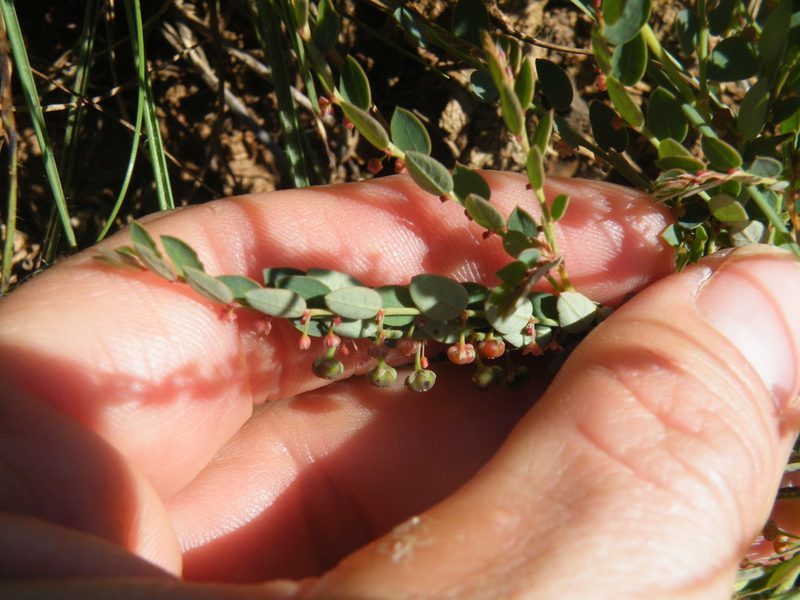 Phyllanthus parvulus, photographed by Antoinette Eyssell Knox