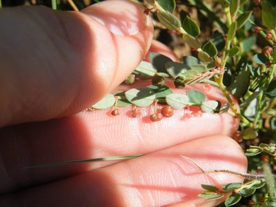 Phyllanthus parvulus, photographed by Antoinette Eyssell Knox