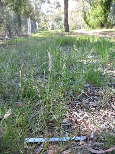 Rytidosperma erianthum, photographed by Michael D. Pirie