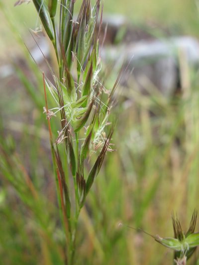 Rytidosperma pilosum, photographed by Michael D. Pirie