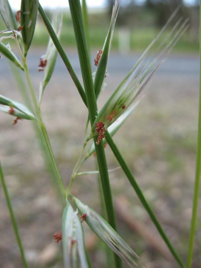 Rytidosperma clelandii, photographed by Michael D. Pirie
