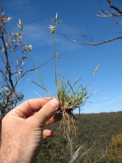 Rytidosperma monticola, photographed by Michael D. Pirie