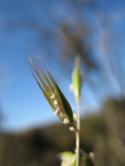 Rytidosperma monticola, photographed by Michael D. Pirie