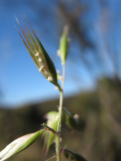 Rytidosperma monticola, photographed by Michael D. Pirie