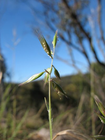 Rytidosperma monticola, photographed by Michael D. Pirie