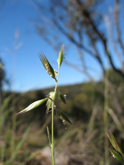 Rytidosperma monticola, photographed by Michael D. Pirie