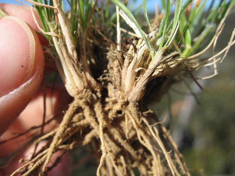 Rytidosperma monticola, photographed by Michael D. Pirie