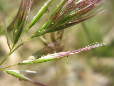 Rytidosperma pilosum, photographed by Michael D. Pirie