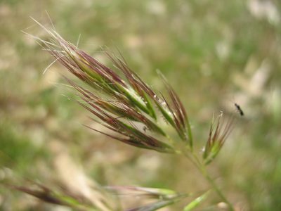 Rytidosperma pilosum, photographed by Michael D. Pirie