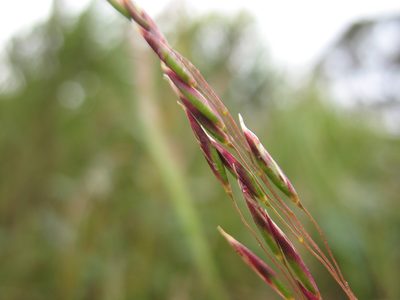 Plinthanthesis paradoxa, photographed by Michael D. Pirie